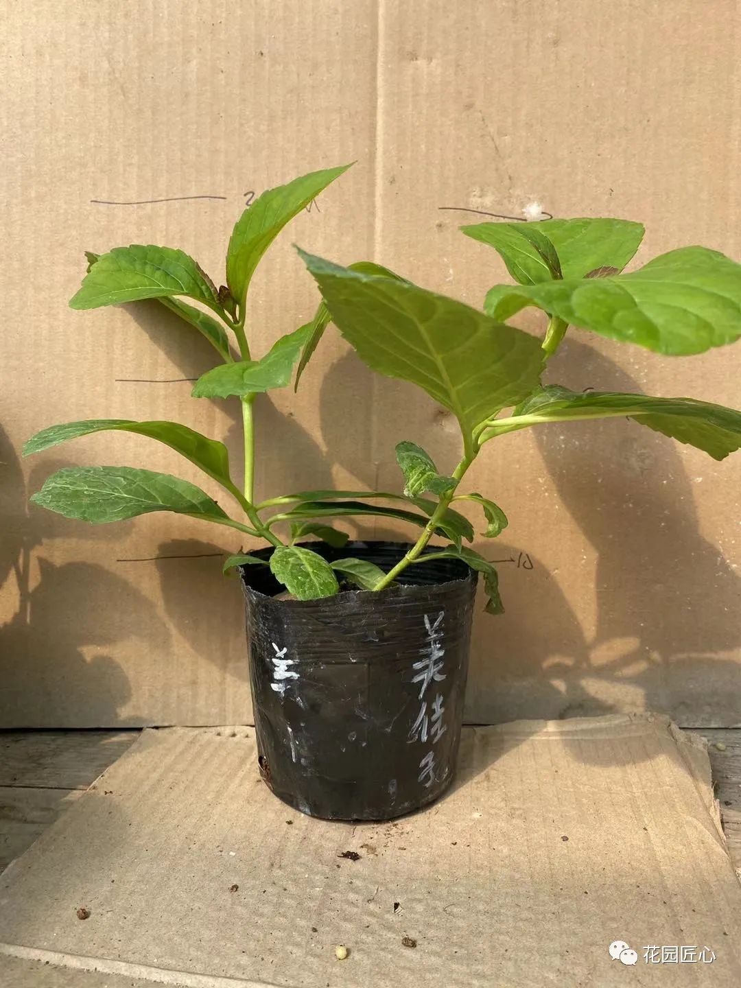 最漂亮的十种绣球,最省心的绣球