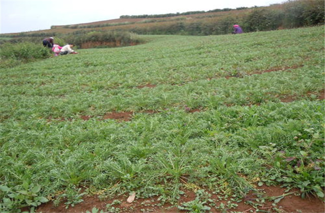 玛咖种子怎样种植,人工种植的玛卡