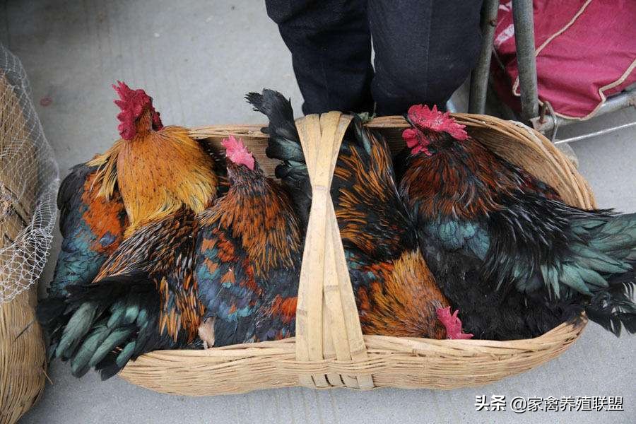 一只真正的散养土鸡需要的成本,散养土鸡的8大秘密