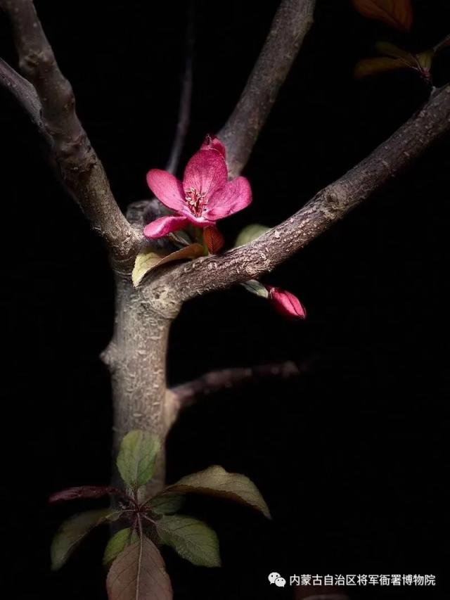 五一期间呼市多个场馆免费开放吗,呼和浩特市区内免费参观的场馆