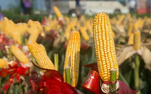 又一个大棒、耐密、抗倒、抗病玉米新品种上市，最高亩产2083斤