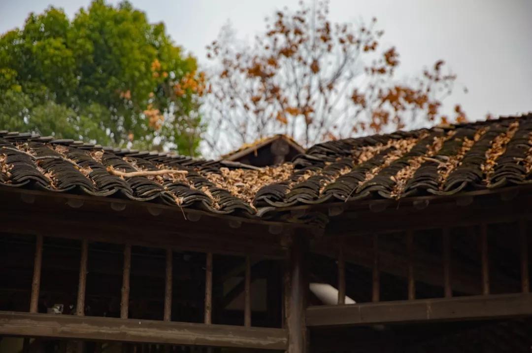 南京腊梅最佳观赏时间,南京赏梅花景点推荐