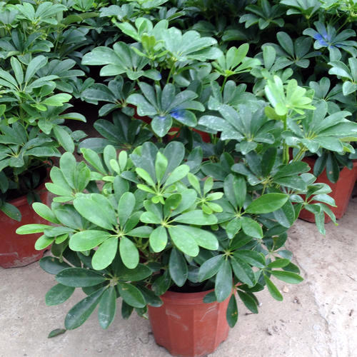 鸭掌木绿植推荐品种有哪些,一种绿植叫什么竹