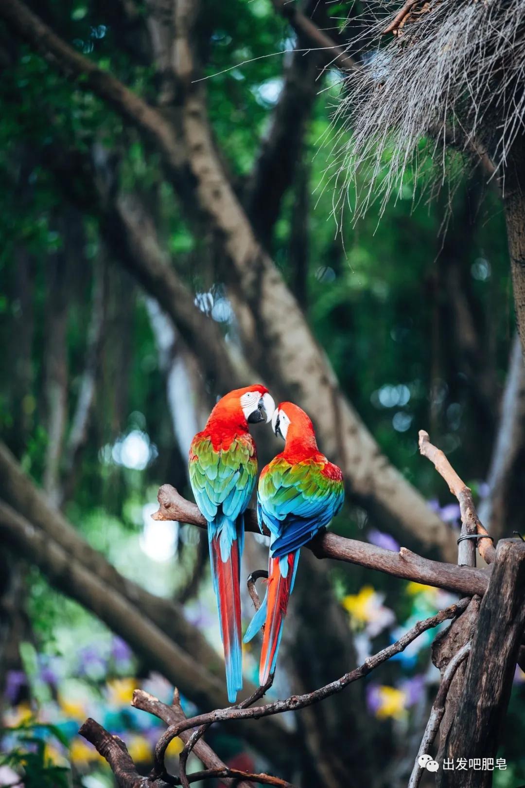 长隆飞鸟乐园怎么去长隆欢乐世界,汉溪长隆地铁站去长隆飞鸟乐园