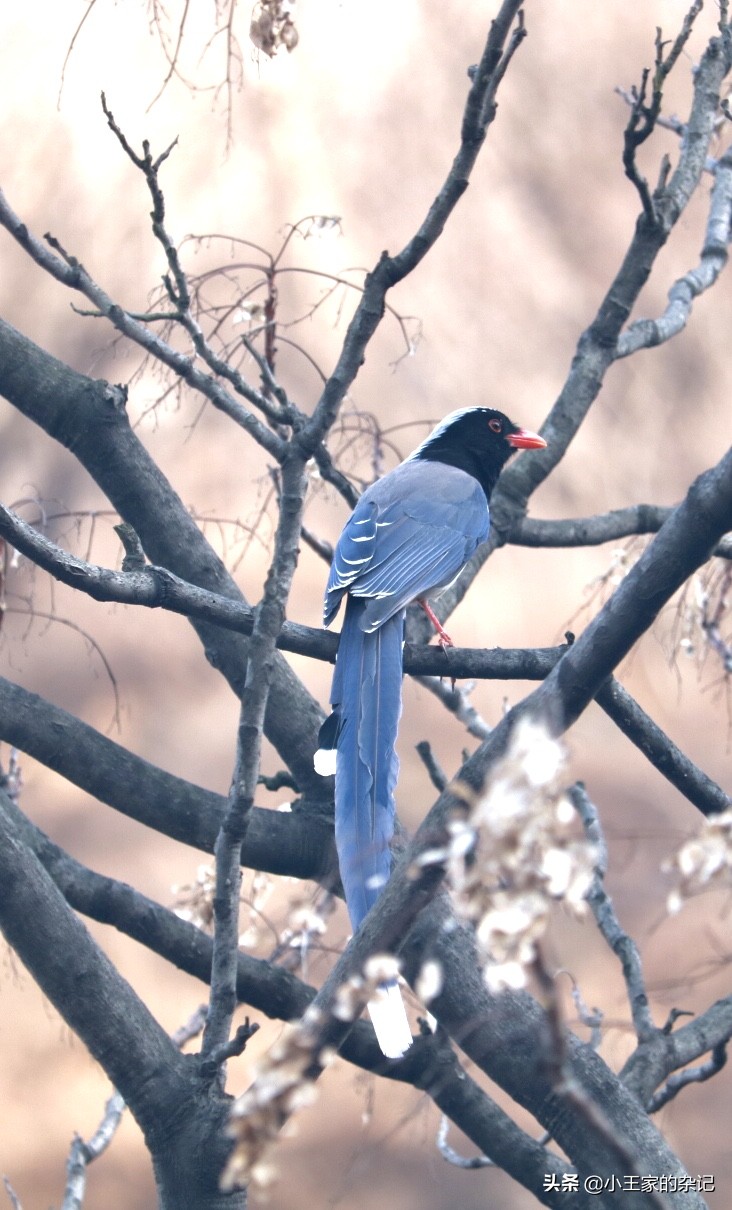 国际爱鸟日天桥岭,国际爱鸟日
