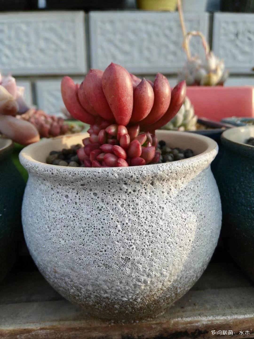 这才是多肉夏天该有的样子,多肉短期内颜值最高的时刻