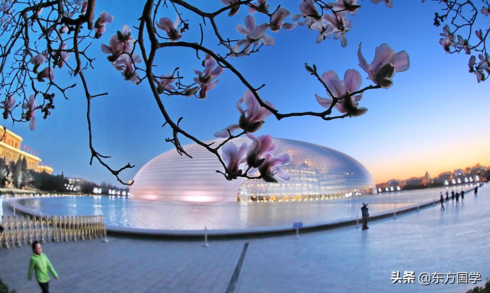 @所有人，周末一起赏玉兰，五处北京玉兰美景