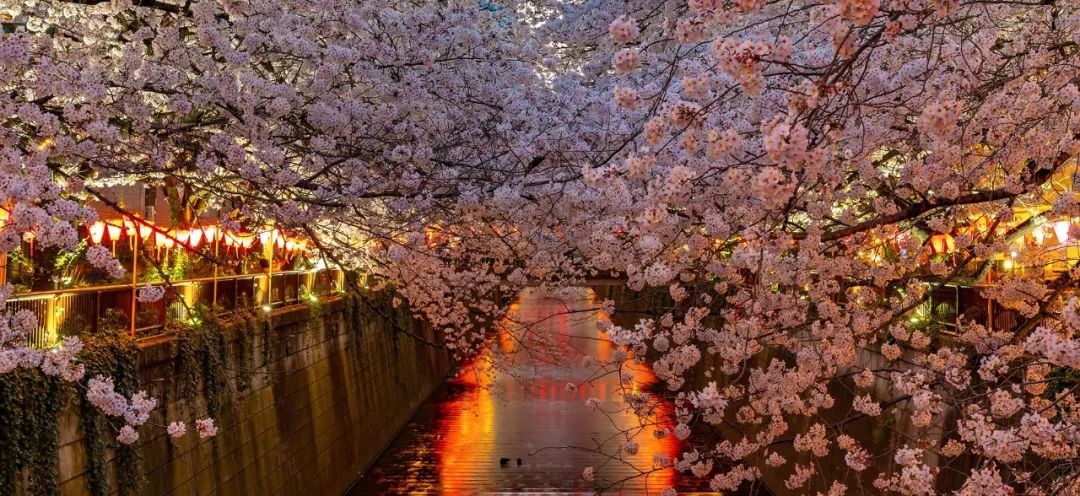 日本樱花伞价格,日本樱花限定多少钱