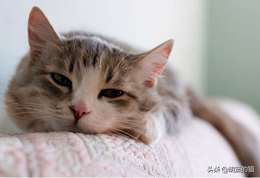 猫突然不在猫砂里尿是咋回事,猫为什么喜欢猫砂盆排泄