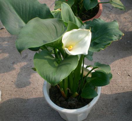 北方野外成簇的白色小野花,野外野花最好看的有哪些