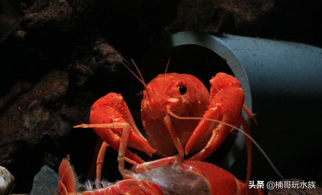 观赏虾的养殖方法图解,养观赏虾的正确方法和注意事项