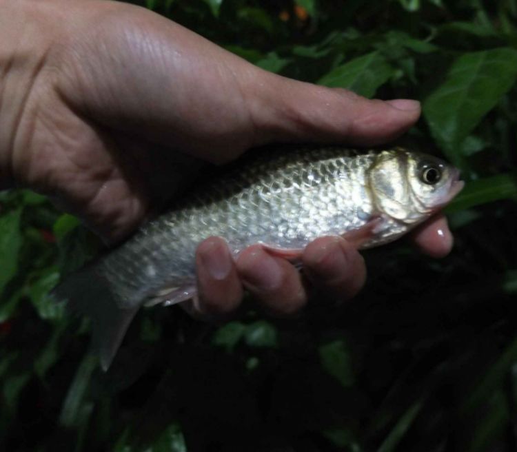 盘点20种好吃又营养的常见鱼,农村常吃的8种鱼