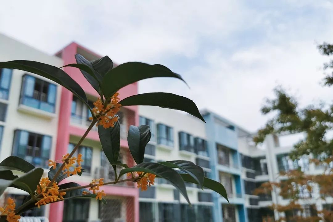 【秋色】一起逛青浦的校园,在书香中邂逅最美的秋