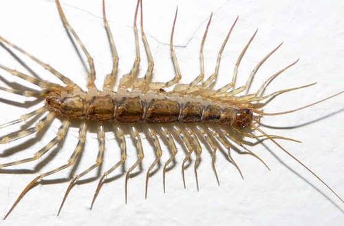 为什么家里有这种虫子就不能打呢,家里进了特别大的虫子找不到了