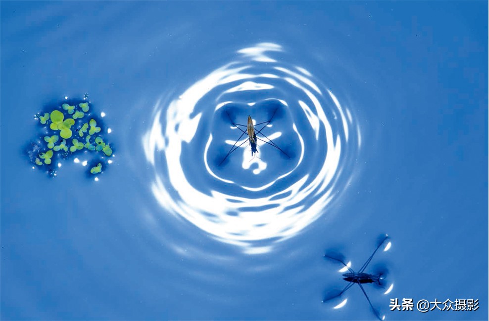 美丽之上,自然生态摄影介绍