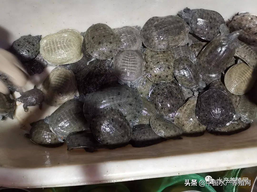 甲鱼养殖致富历程,养殖温室甲鱼赚钱