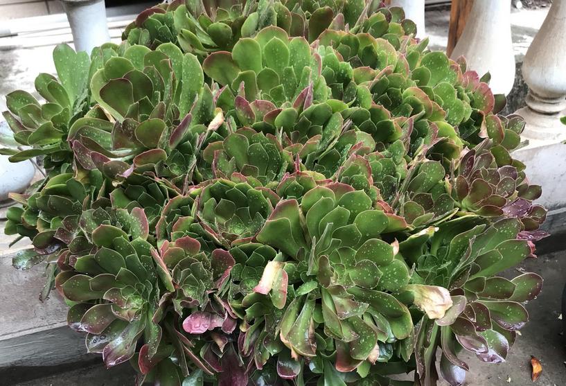 多肉室外养下雨淋了叶片怎么办,室内的多肉夏天可以放外面淋雨吗