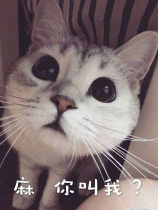 猫咪可以吃哪些植物,猫咪可以吃什么蔬菜化毛