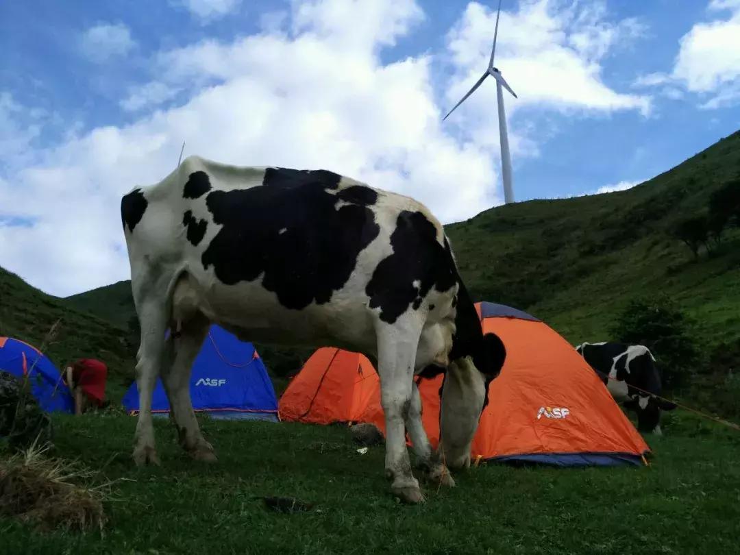 川西彩林自驾风景,川西三大草原绝美自驾游