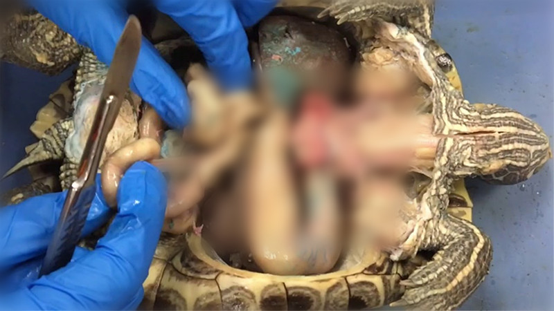 乌龟被拆了还能活吗,乌龟被挖出来