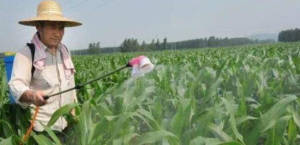 老乡收了几千斤玉米,老乡收玉米