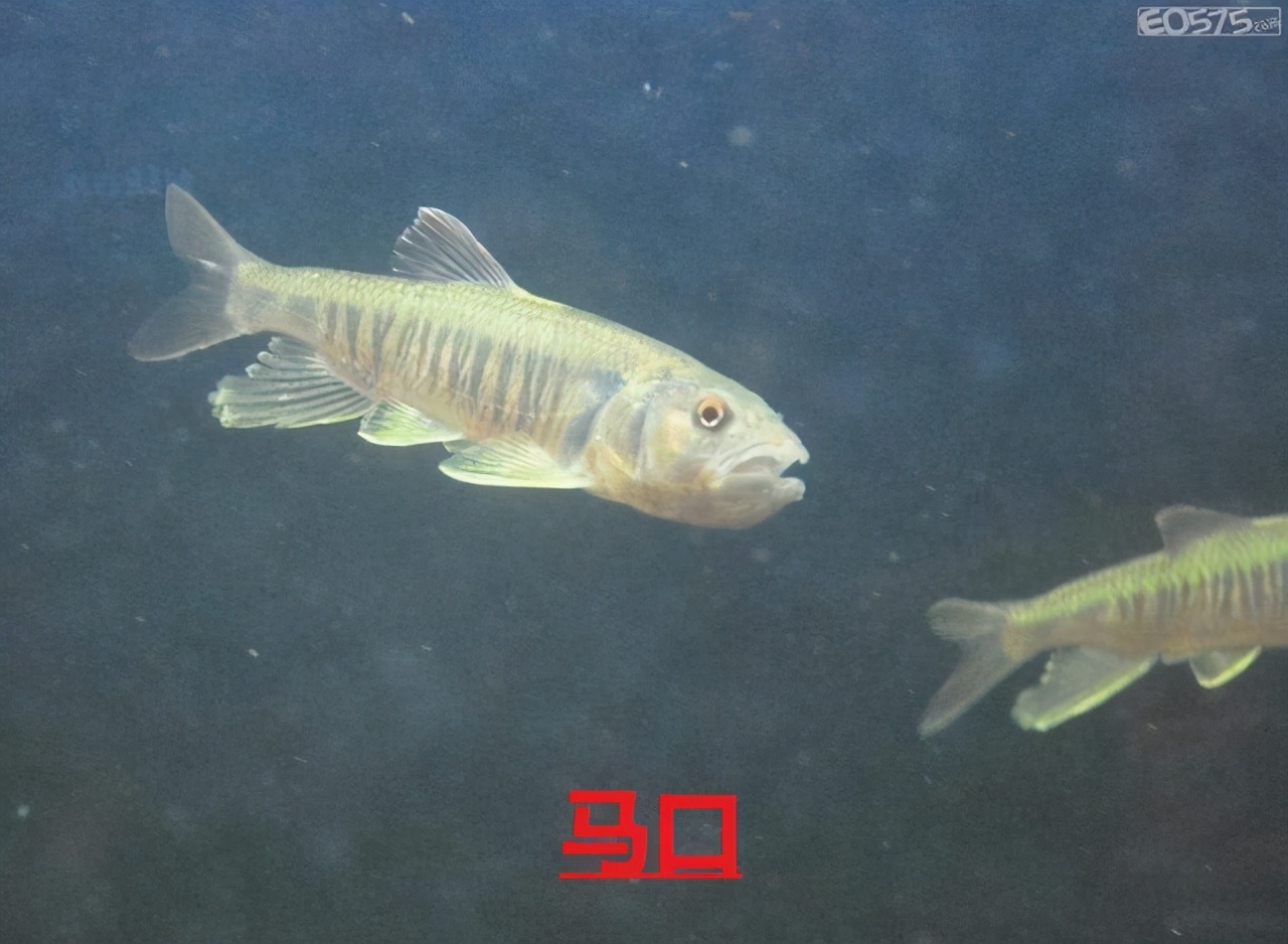 马口鱼又香又脆,马口鱼有灵性吗