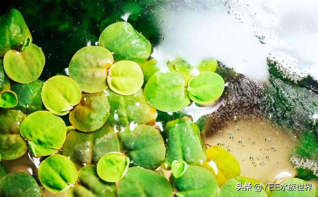 硝化细菌正确使用方法,新买的硝化细菌怎么用