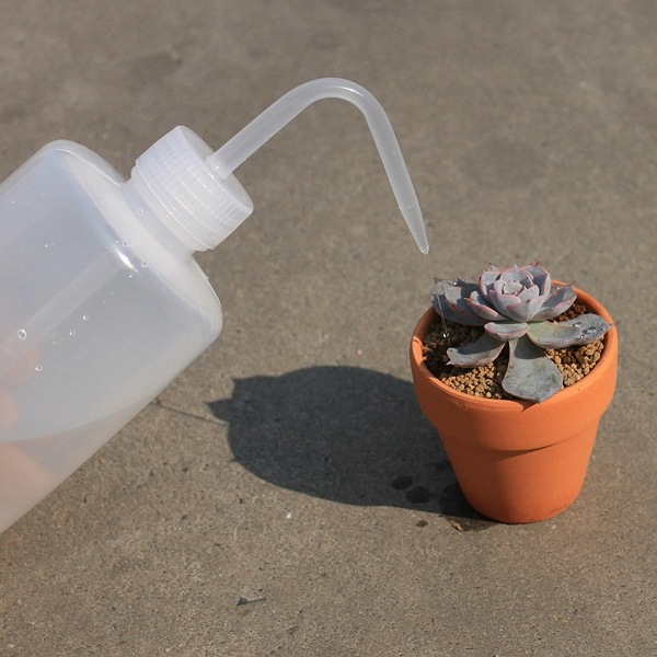 多肉皱巴巴怎么救,多肉皱巴巴