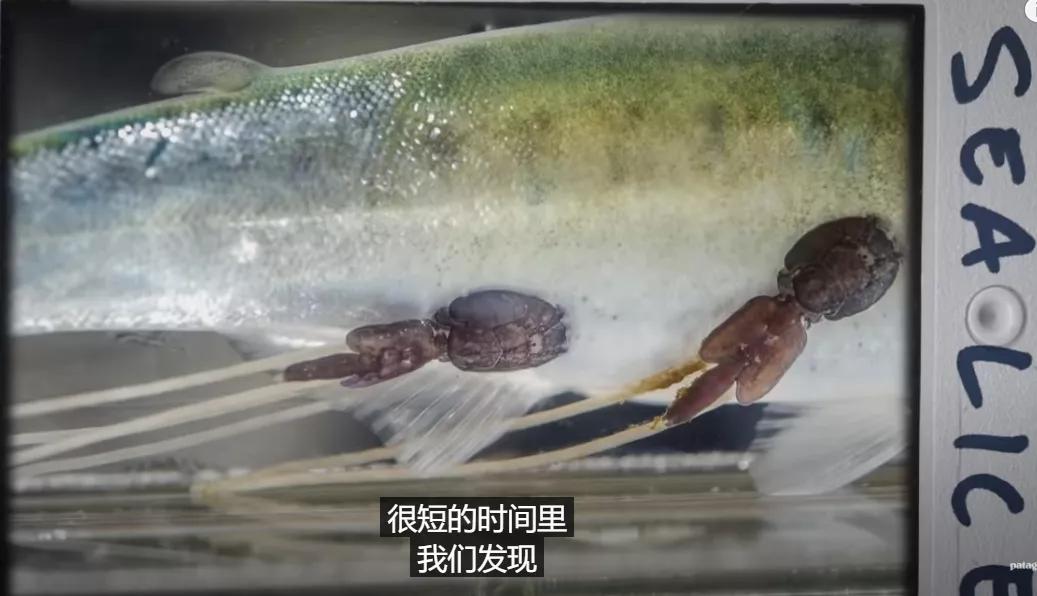 别吃了！三文鱼养殖场黑幕曝光：鱼身溃烂、扭曲畸形、真菌感染