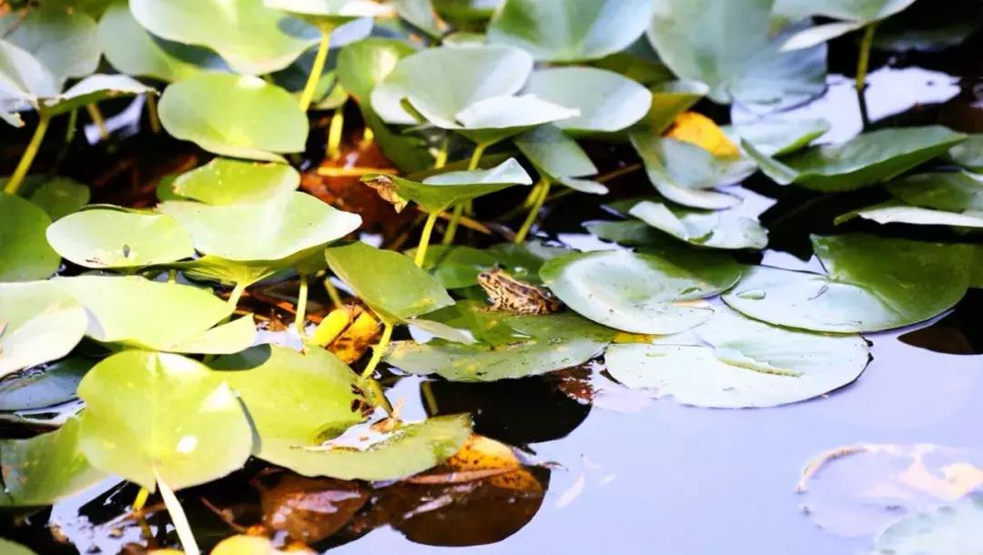 西安博爱国际学校中学部口碑,西安博爱国际学校全景