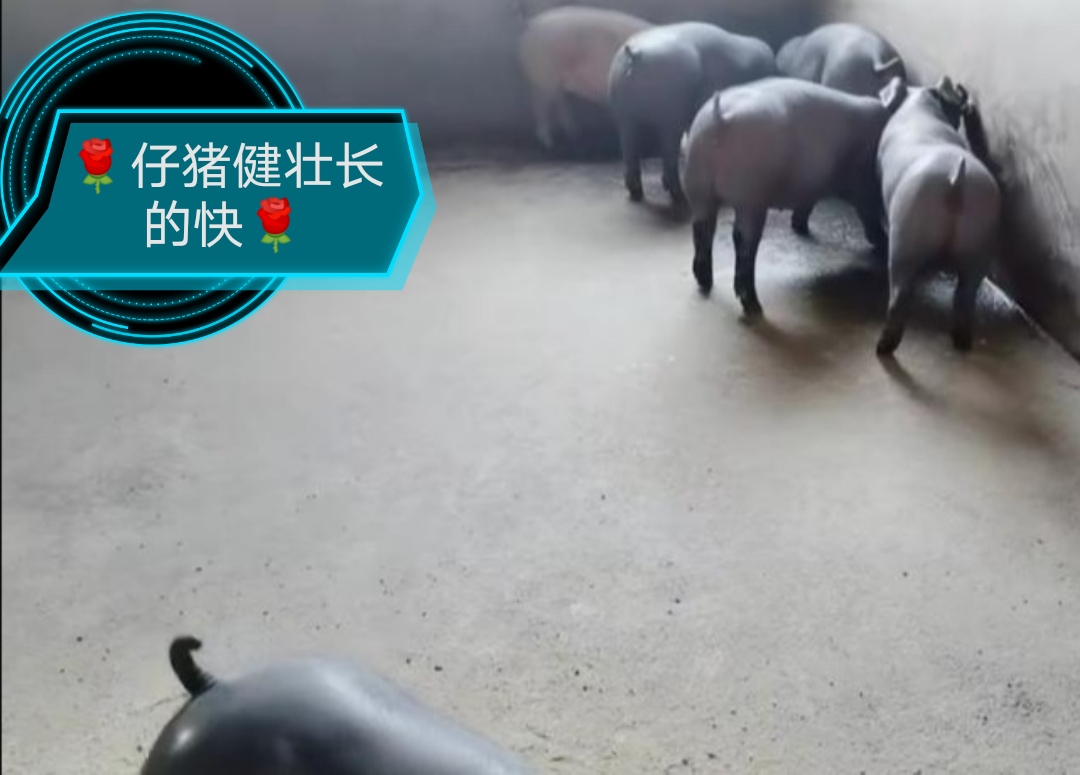 如何提高保育仔猪成活率,仔猪第二次分栏日龄