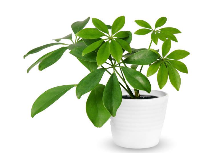 中国人到日本自由行需要做哪些准备工作？看这篇就足够了