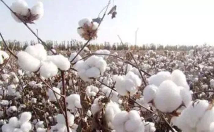 为什么棉花被价格相差太大了,怎么买到正宗棉花被