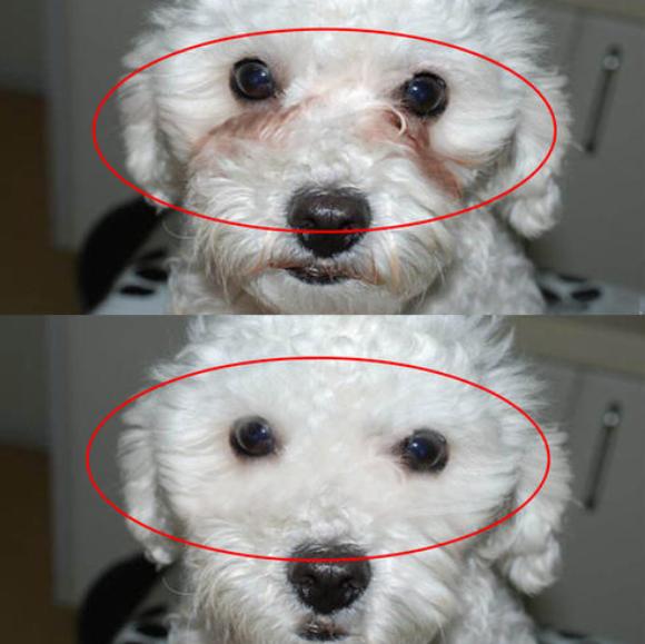 怎么避免比熊的泪痕,怎么解决比熊的泪痕