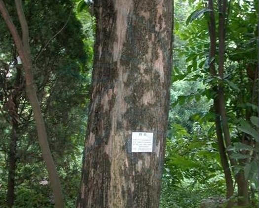 世界最奢华的柚木家具,全球十大顶级奢侈家具品牌大揭秘