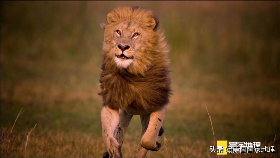 是什么激励着国家地理女探险家们改变世界的?