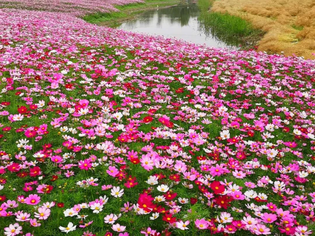 百亩花海竞相开放视频,余杭径山花海