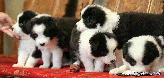 正确养边境牧羊犬防止咬人,边境牧羊犬怎么养最好看视频教程