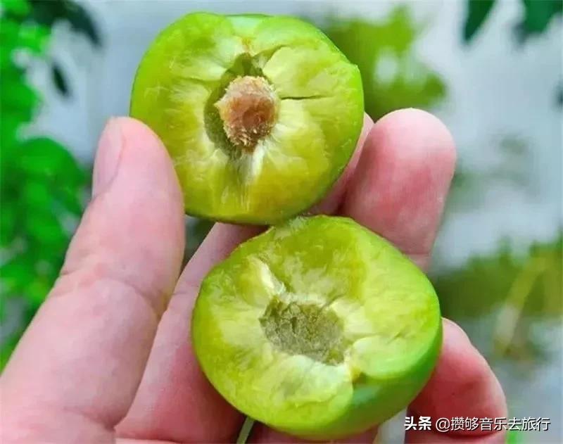 四川阿坝我的家乡,我的家乡汶川特色美景