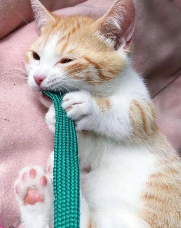 猫为什么不能多吃谷物,猫咪喜欢吃狗粮怎么办