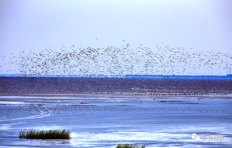 东台生态环境,东台宜居城市