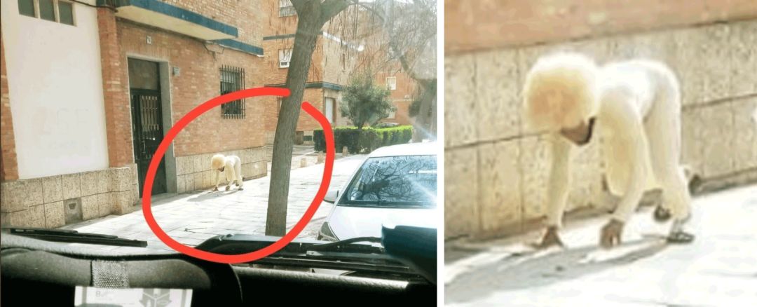 这些软硬不吃扮成狗也要出门浪的人，终于开始“StayHome”了