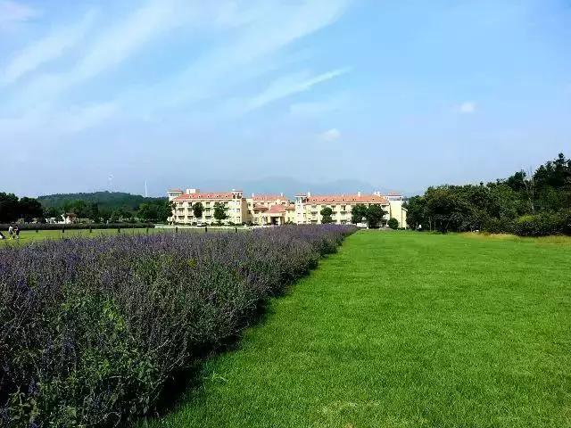 美翻了无锡这个紫色花海,美翻诸城这片花海刷爆整个朋友圈