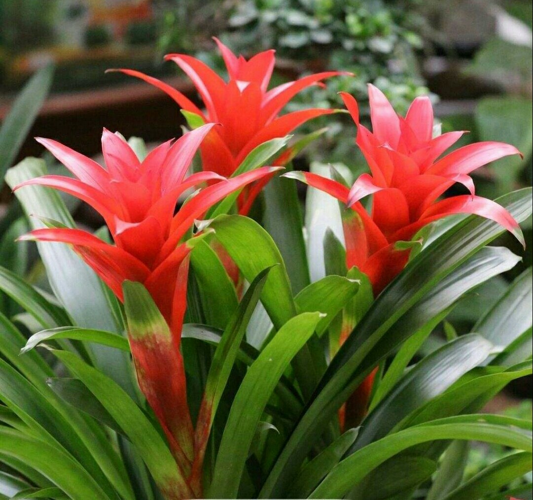 淘米水养花有啥用,淘米水浇花有臭味