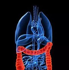 软骨肽和软骨素哪个好,鲟软骨活性肽