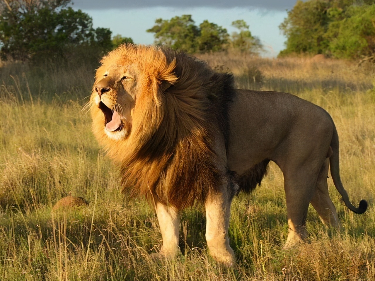 100本异兽流小说推荐,5本超好看的异兽流网络小说