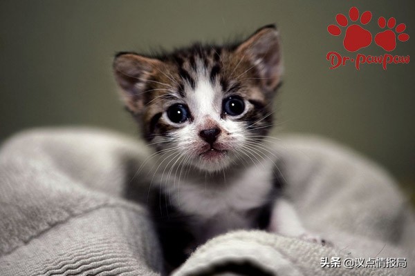 英短猫感冒发烧怎么办,金渐层小奶猫感冒发烧有什么症状