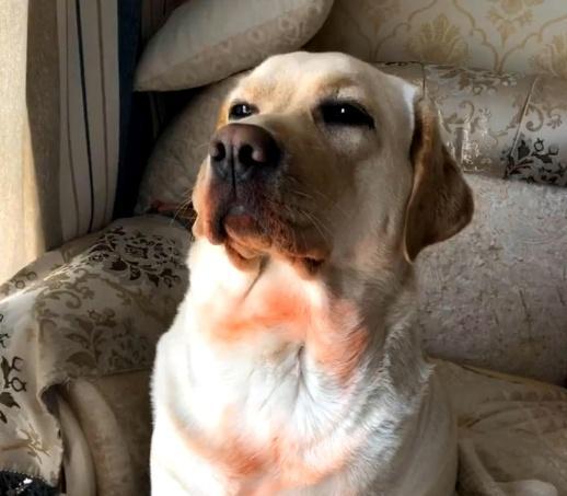 狗狗咬烂了口红,狗狗咬坏口红