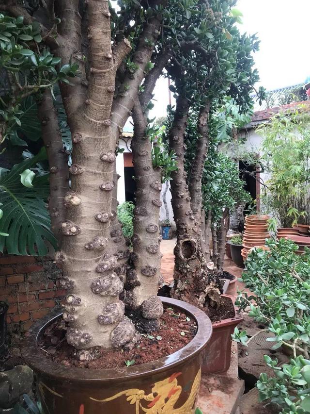 养玉树的十大诀窍,养玉树的绝招大全