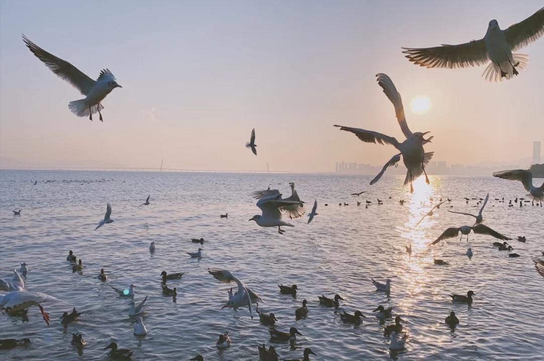 深圳旅游攻略一日游最佳路线推荐,旅游攻略深圳景点推荐一日游